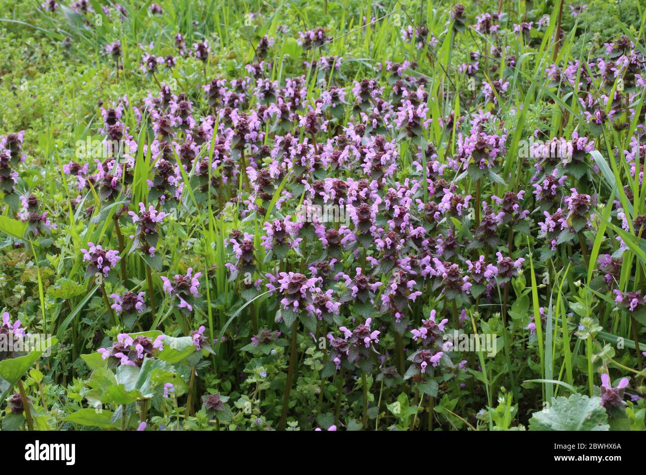 Lamium purpureum, Red Dead-Nettle. Wild plant shot in the spring. Stock Photo