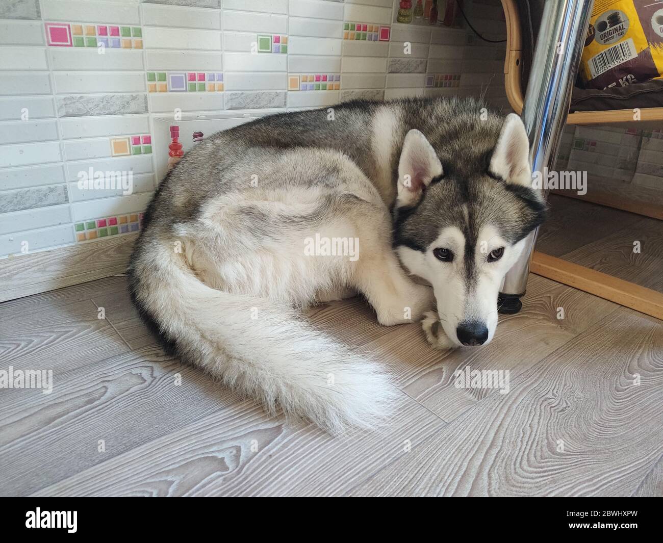 husky dog sleeps on the floor in room Stock Photo Alamy