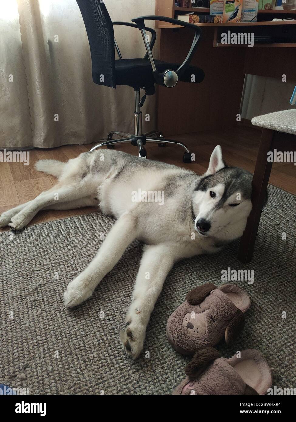 husky dog sleeps on the floor in room Stock Photo Alamy
