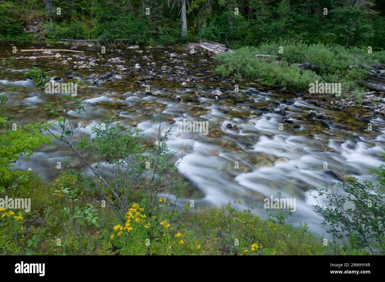 Meadow Creek near the Meadow Creek Guard Station in the Nez Perce National Forest ID Stock Photo