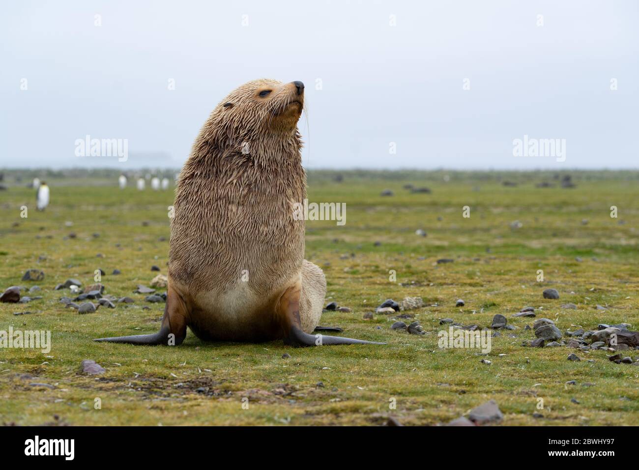 Big male fur seal sitting on the ground. It is a blond morph which is called 'leucism'. Only one out of 1000 fur seals is blonde. Grassland area at 'F Stock Photo
