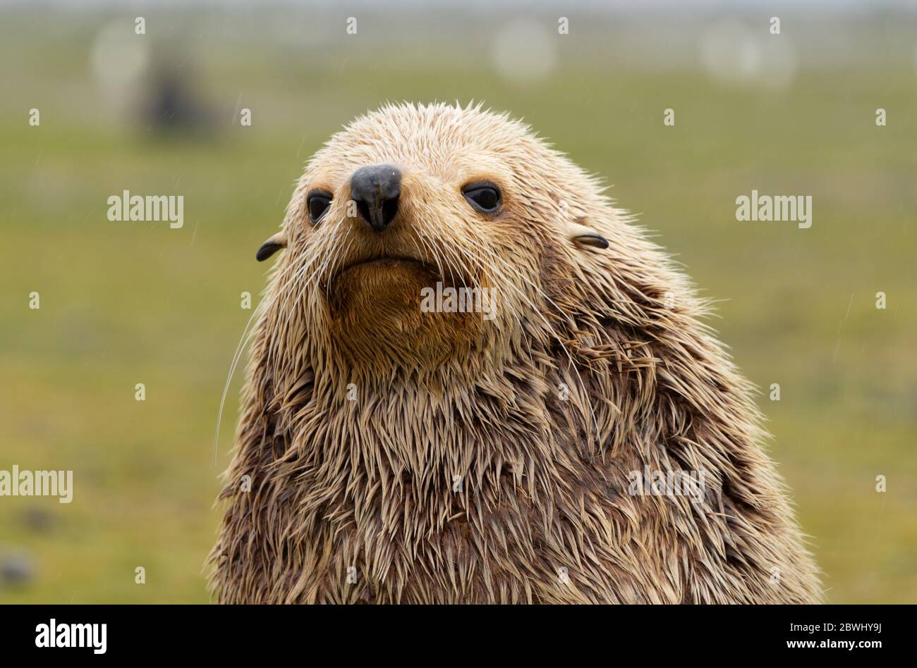 Portrait of a big male fur seal. It is a blond morph which is called 'leucism'. Only one out of 1000 fur seals is blonde. Grassland area at 'Fortuna B Stock Photo