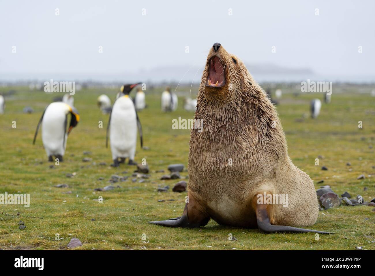 Yawning male fur seal sitting on the ground. It is a blond morph which is called 'leucism'. Only one out of 1000 fur seals is blonde. Grassland area a Stock Photo