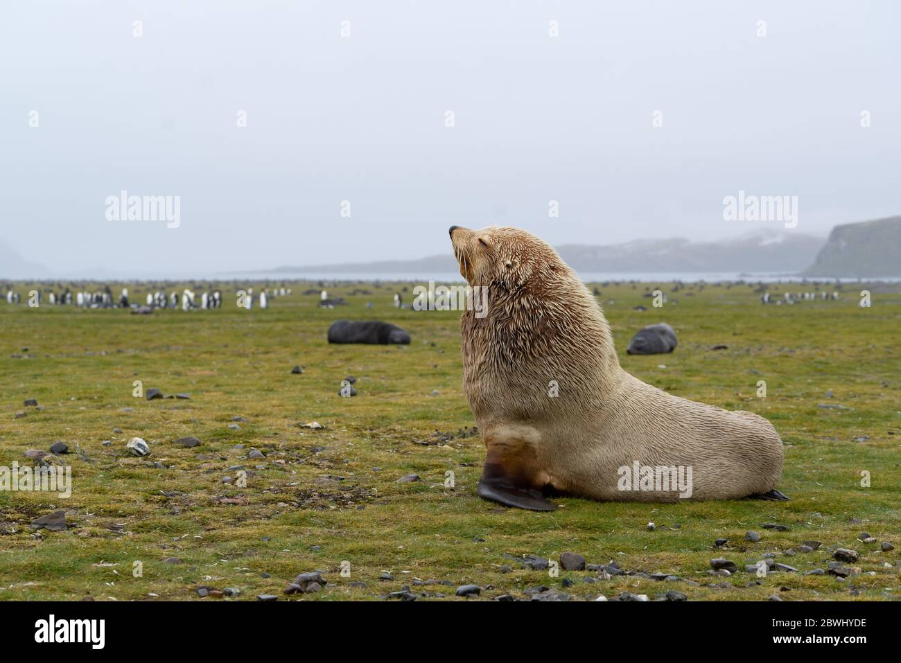 Big male fur seal lying sidewards on the ground. It is a blond morph which is called 'leucism'. Only one out of 1000 fur seals is blonde. Grassland ar Stock Photo