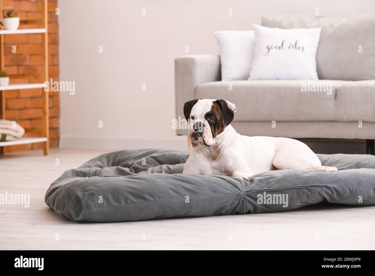 Cute dog lying on pet bed at home Stock Photo - Alamy