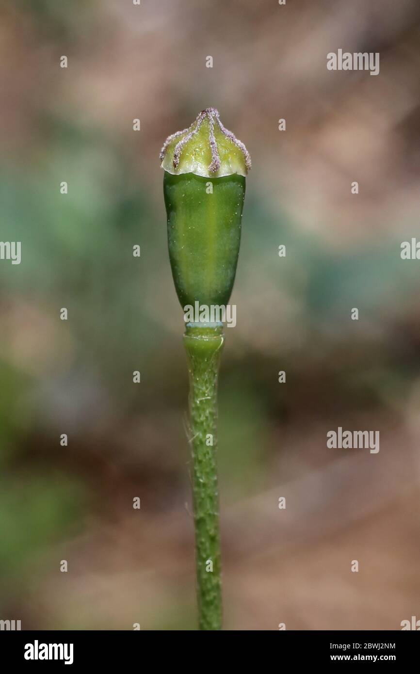 Papaver dubium, Long-Headed Poppy. Wild plant shot in the spring. Stock Photo