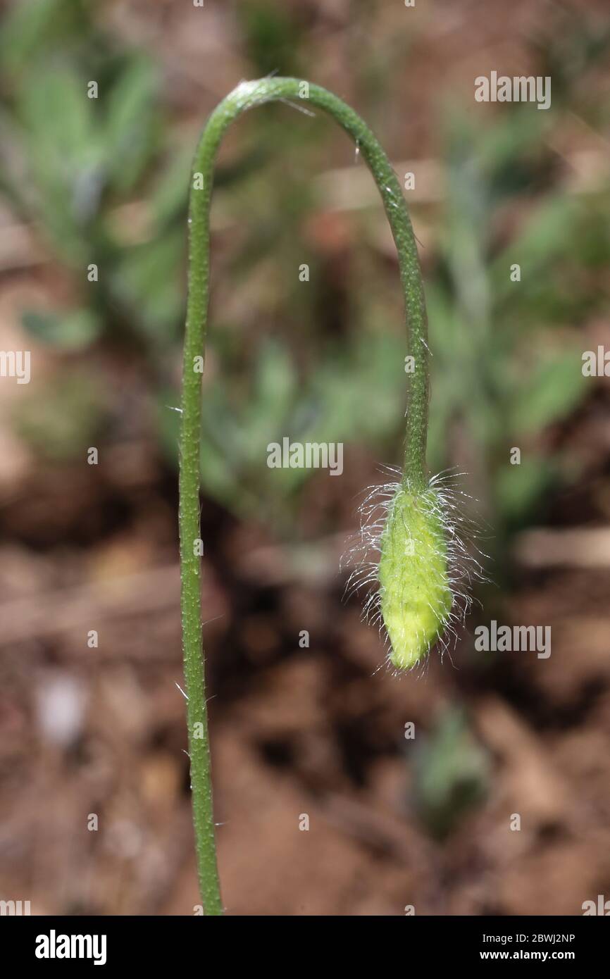 Papaver dubium, Long-Headed Poppy. Wild plant shot in the spring. Stock Photo