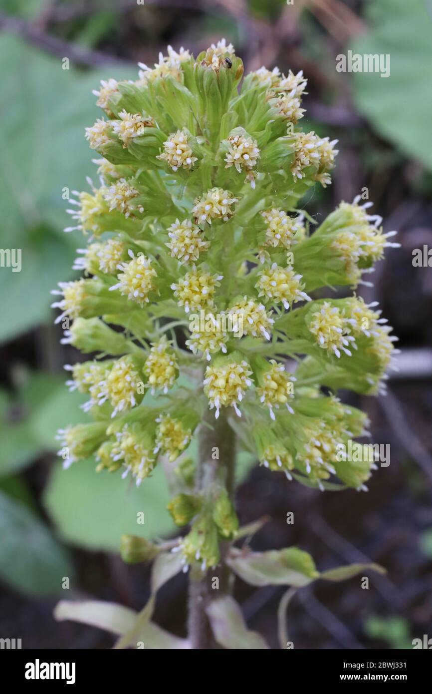 Butterbur petasites hybridus in flower hi-res stock photography and ...