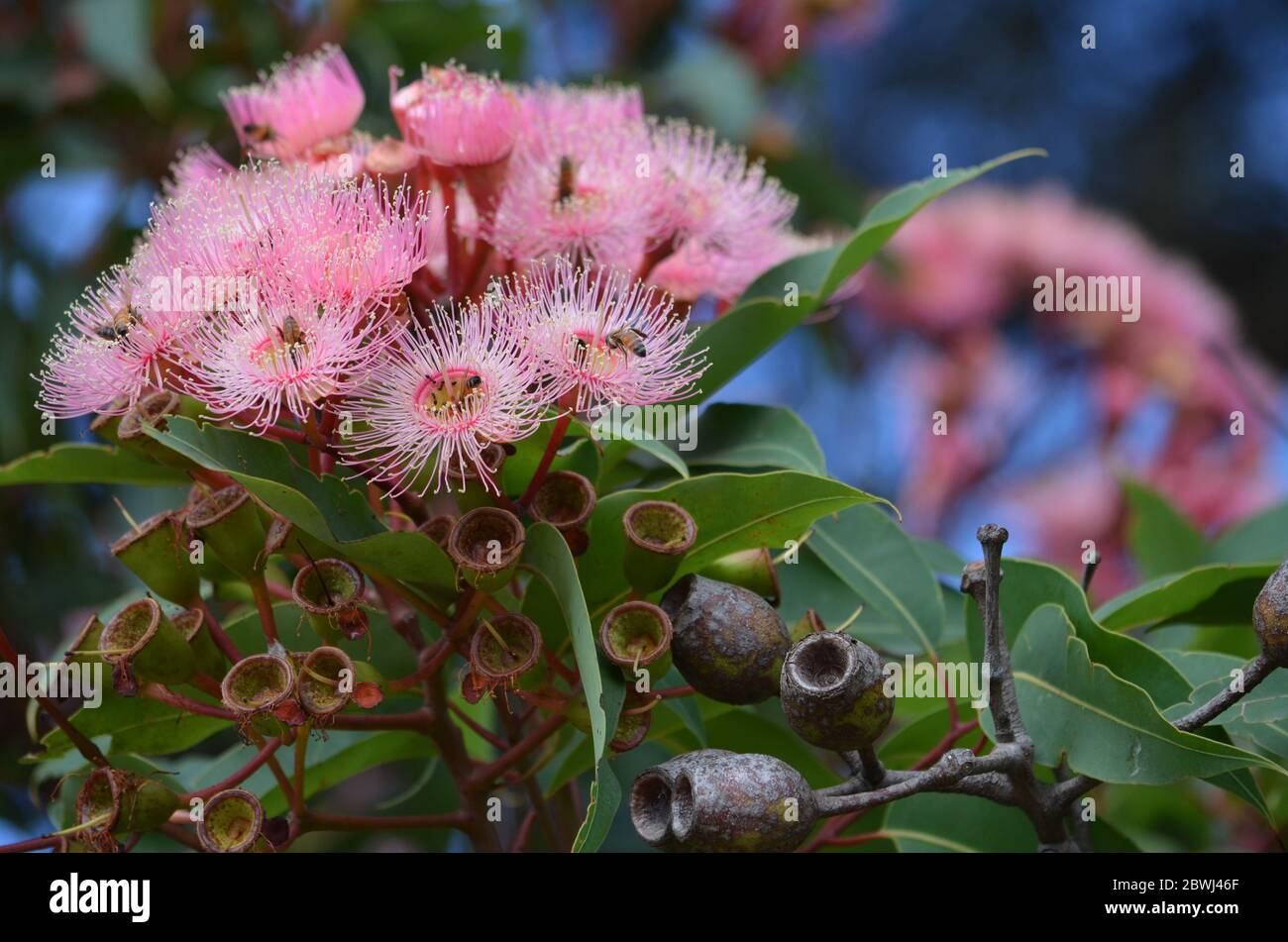 Bush Flowers High Resolution Stock and Images