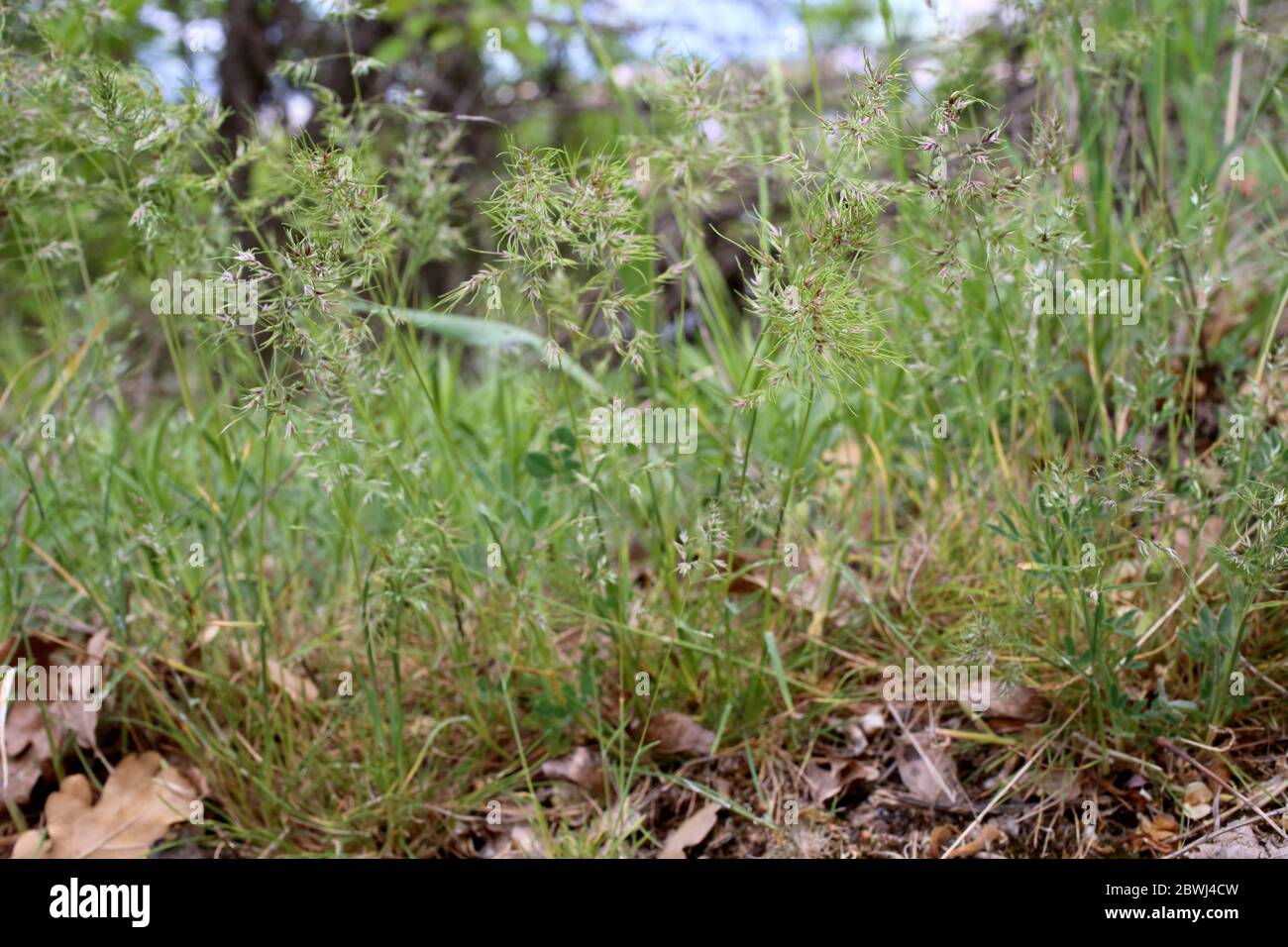 Poa bulbosa, Bulbous Bluegrass. Wild plant shot in the spring. Stock Photo