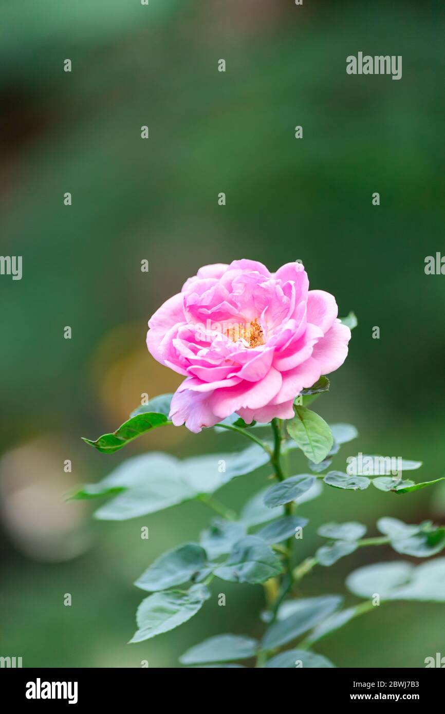 Pink rose In a garden that is close up Stock Photo - Alamy
