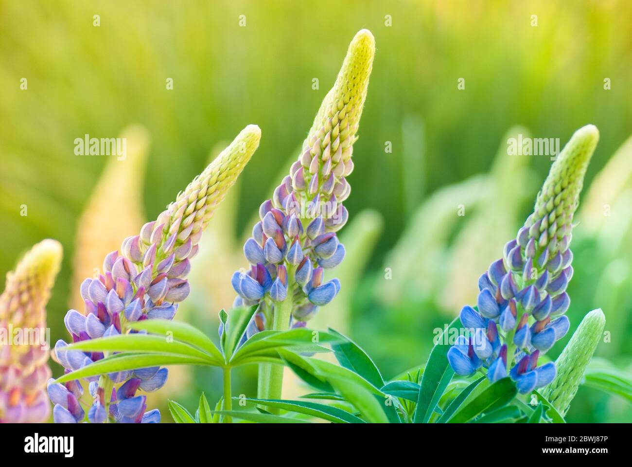 Lupine flower in the warm light Stock Photo