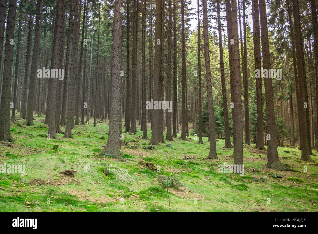 Green european coniferous forest Stock Photo