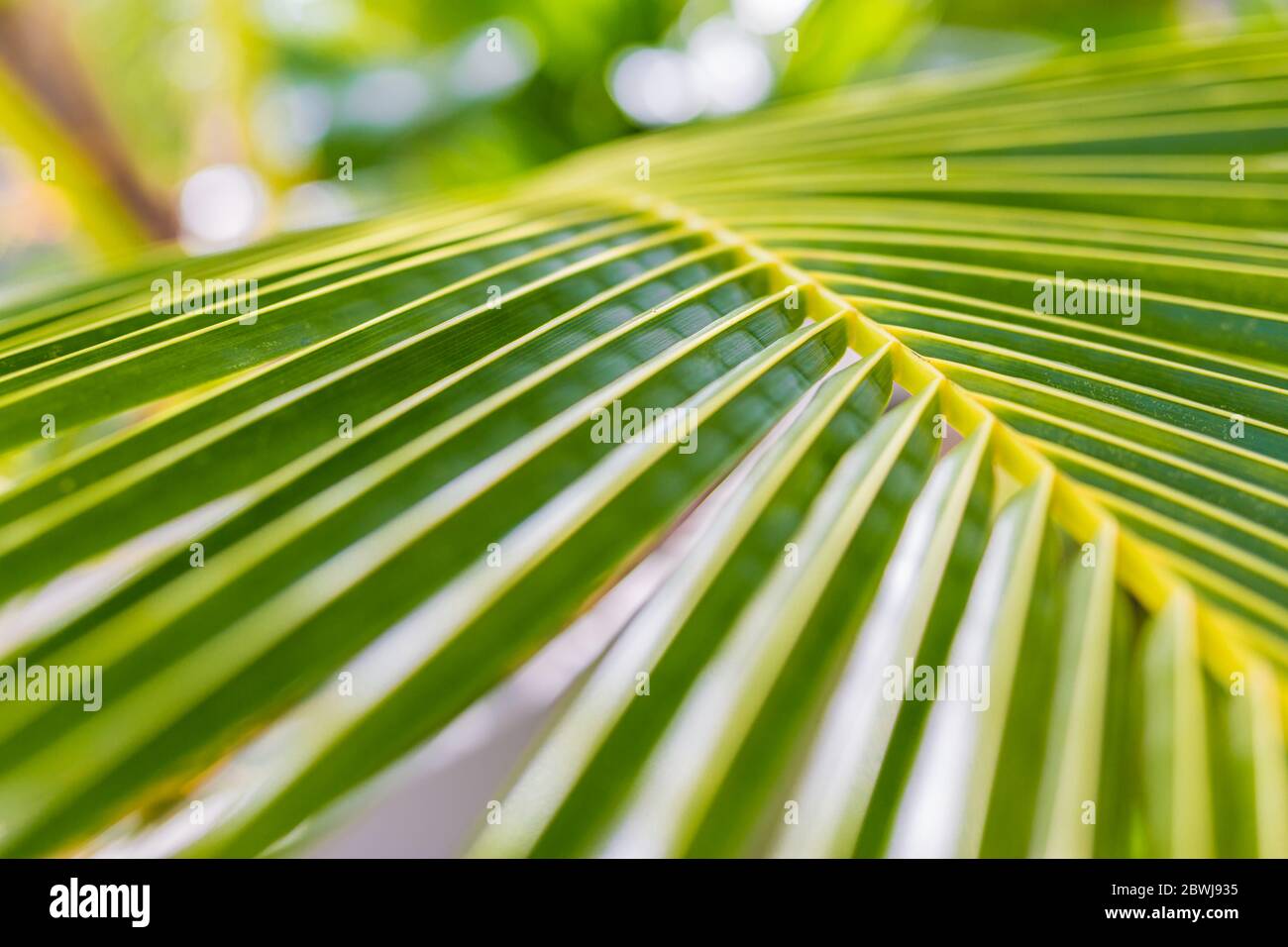 Drop of water on tropical banana palm leaf, dark green foliage, nature background. Exotic nature pattern Stock Photo