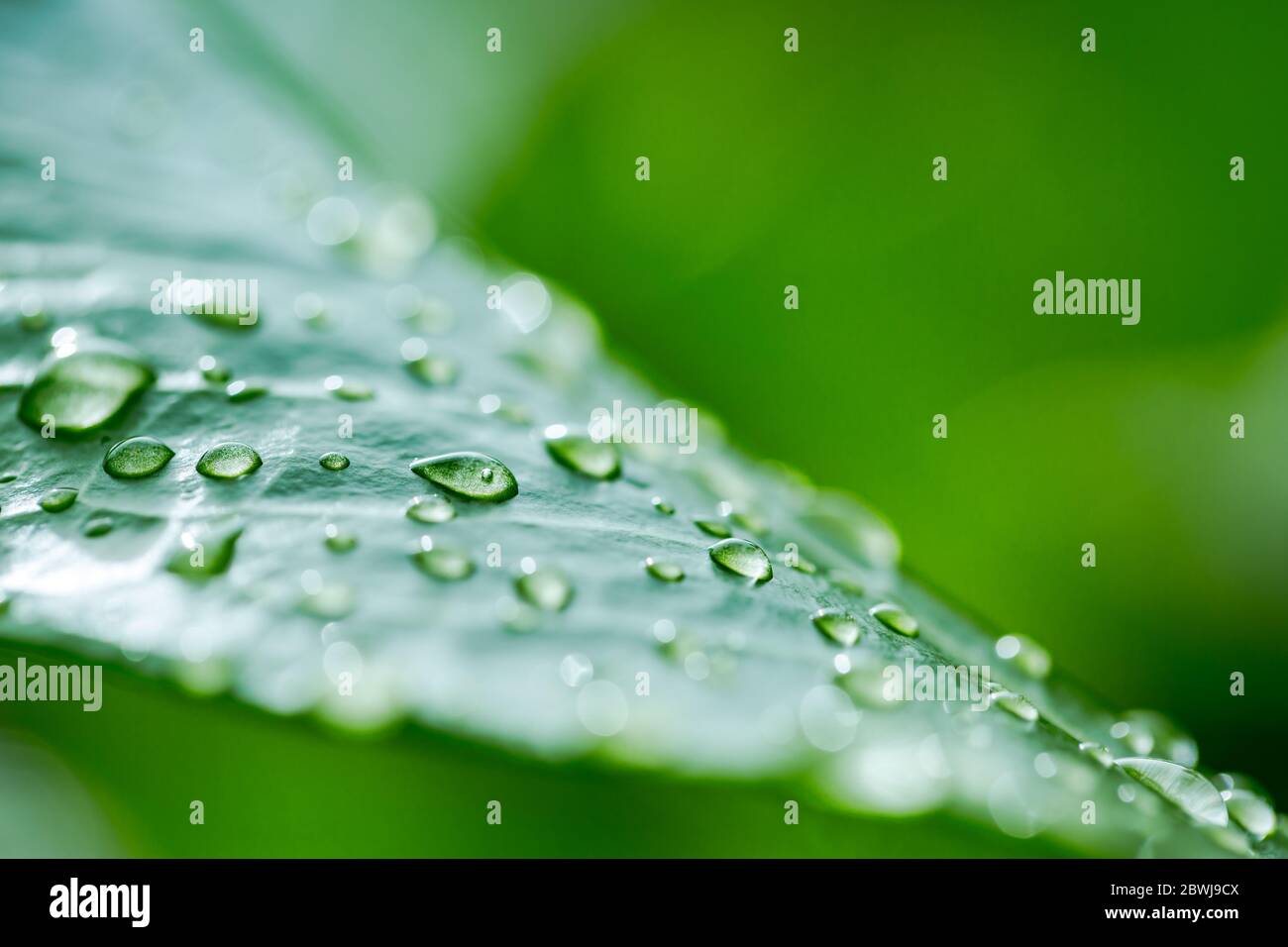 Green leaf with water drops after rain. Stock Photo