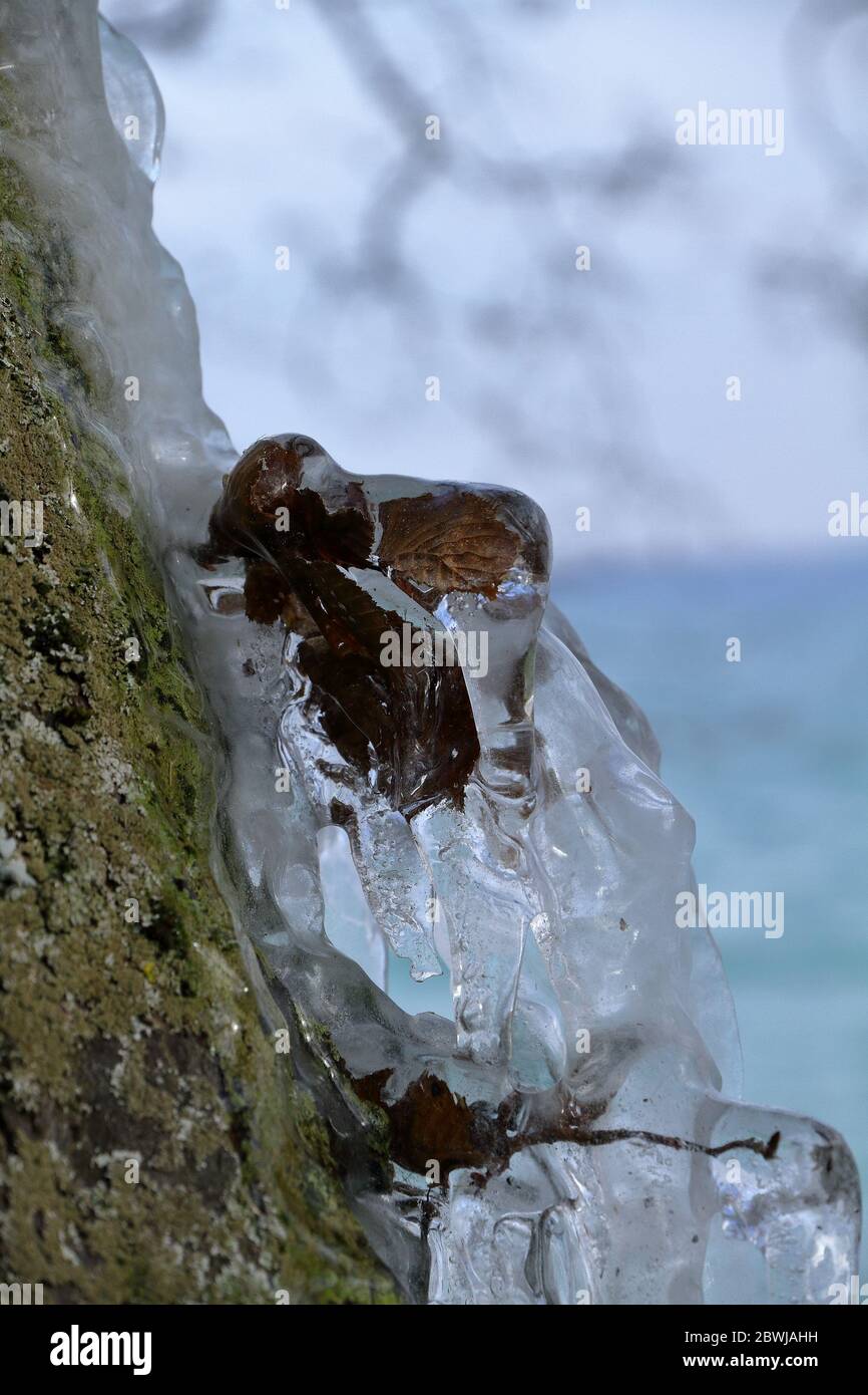 Frozen tree by Geneva lake. Stock Photo