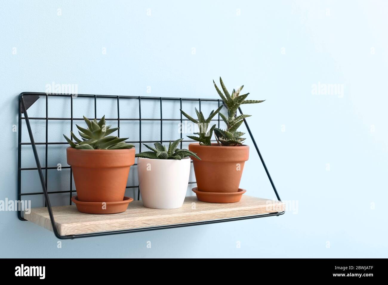 Shelf with green houseplants on wall Stock Photo - Alamy