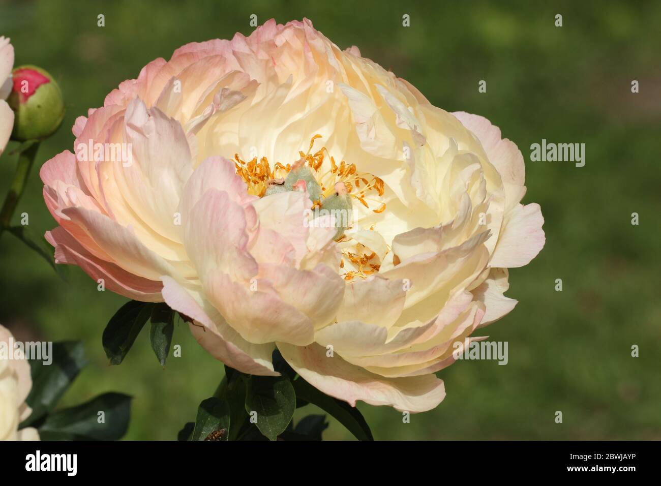 Pastel-colored peony single flower head.. Stock Photo
