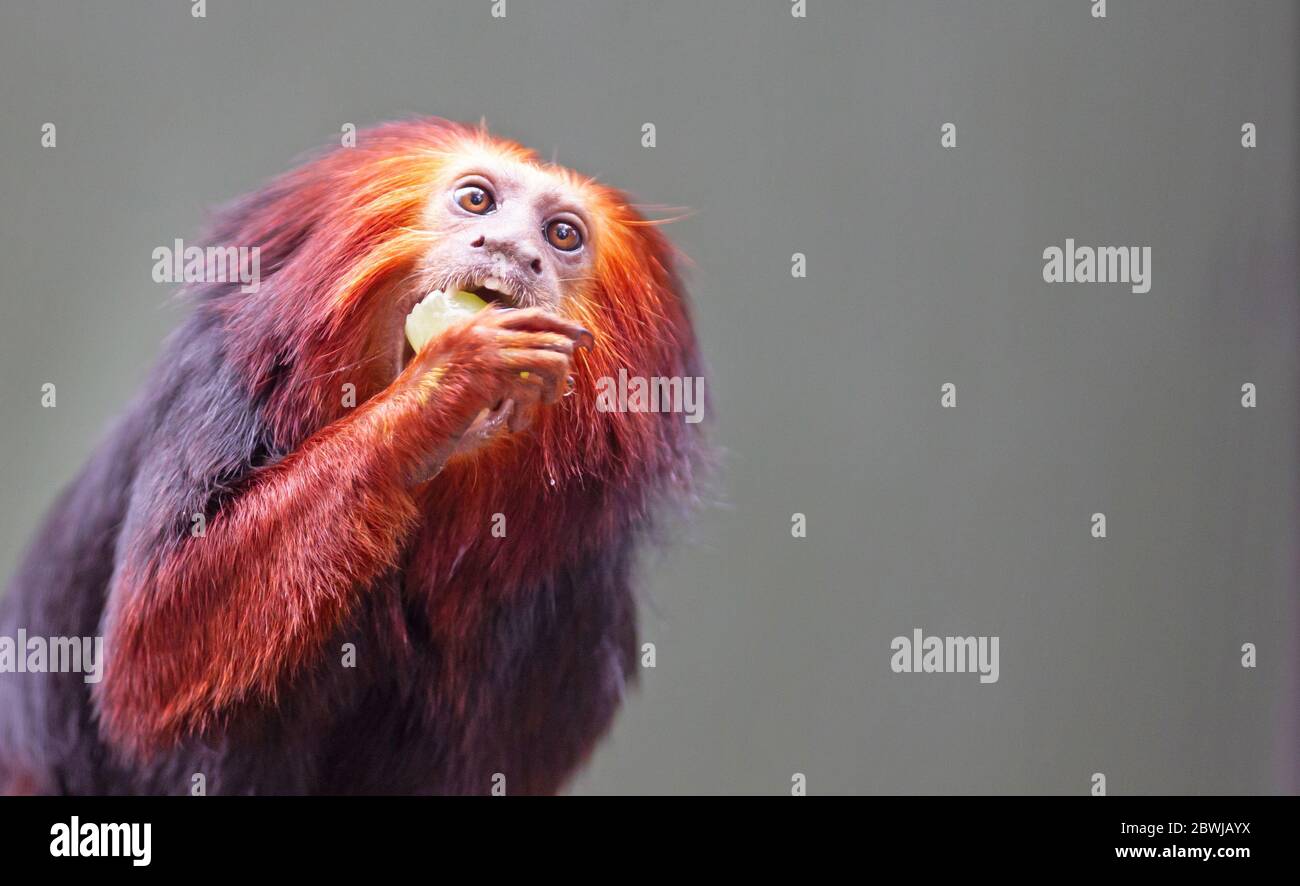 Golden lion tamarin / golden marmoset - red monkey, eating Stock Photo