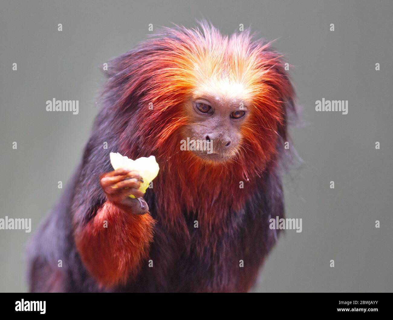 Golden lion tamarin / golden marmoset - red monkey, eating Stock Photo