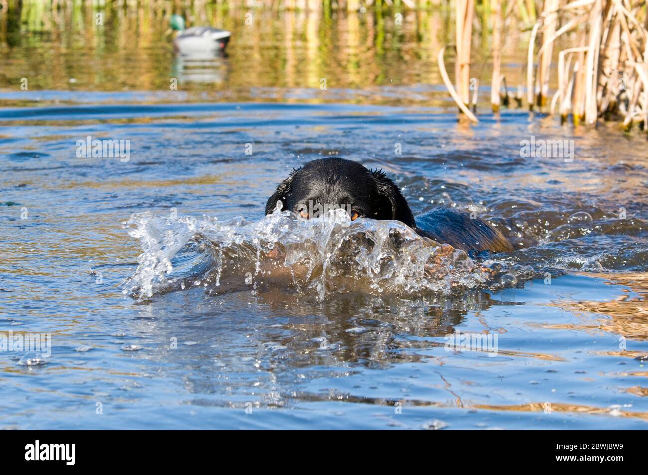 Black Labrador retriever retrieving mallard on Billingsley Creek in south-central Idaho Stock Photo