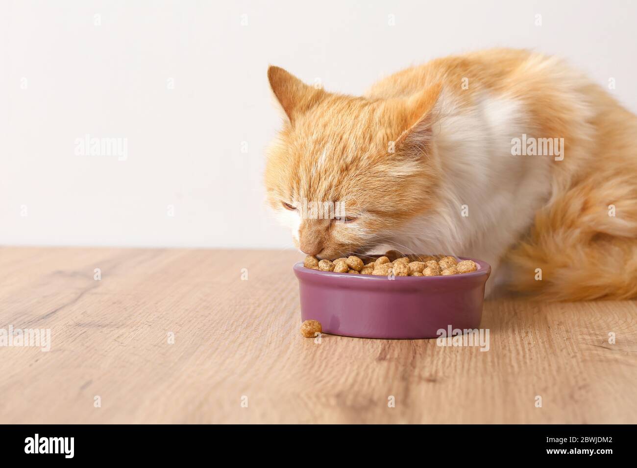 Cute funny cat eating food from bowl at home Stock Photo - Alamy