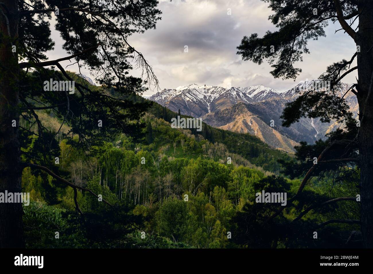 Beautiful scenery of snowy mountains at cloudy sunrise sky framing with pine trees. Outdoor and hiking concept Stock Photo