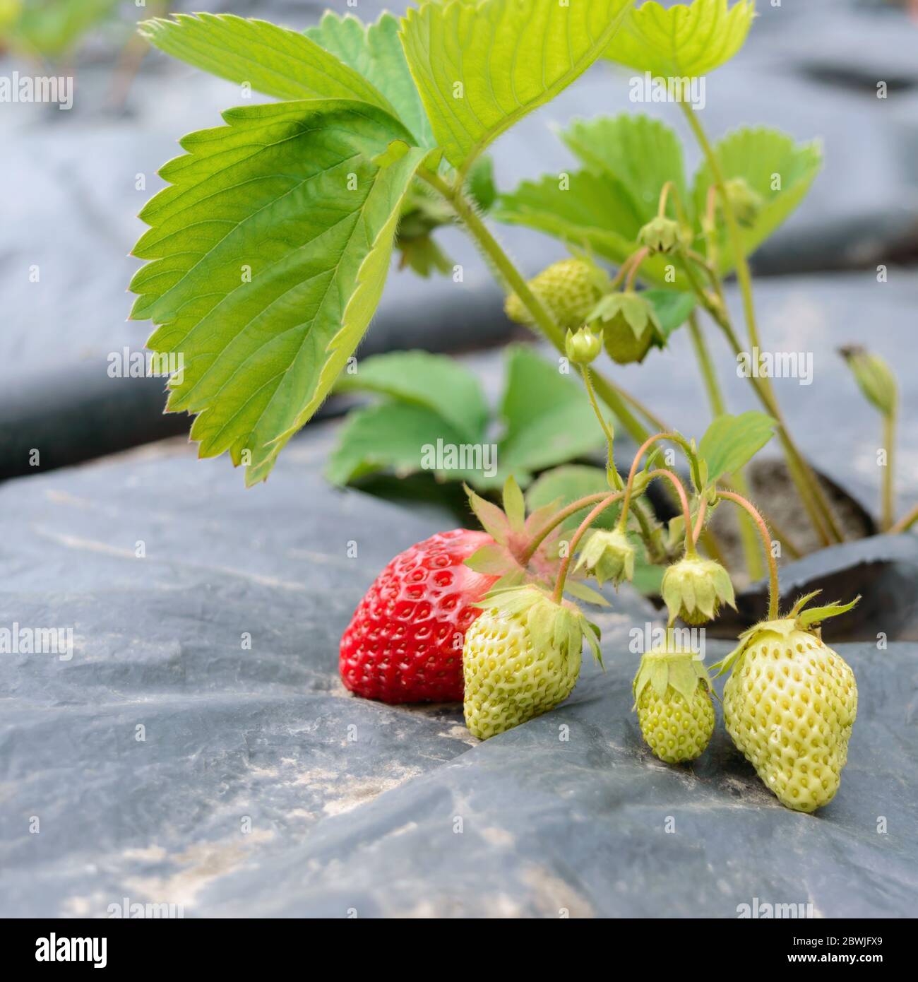Growing Strawberries, use Straw to protect the fruit. Straw around  Strawberry plants on strawberry field in farm. Harvesting on strawberry  farm Stock Photo - Alamy