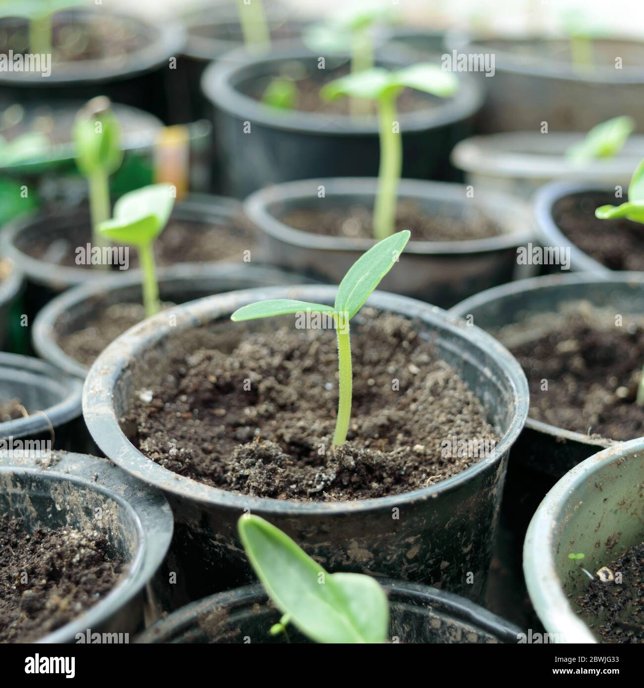 Sprouted young cucumber, selective focus. Growing seedlings in pots at