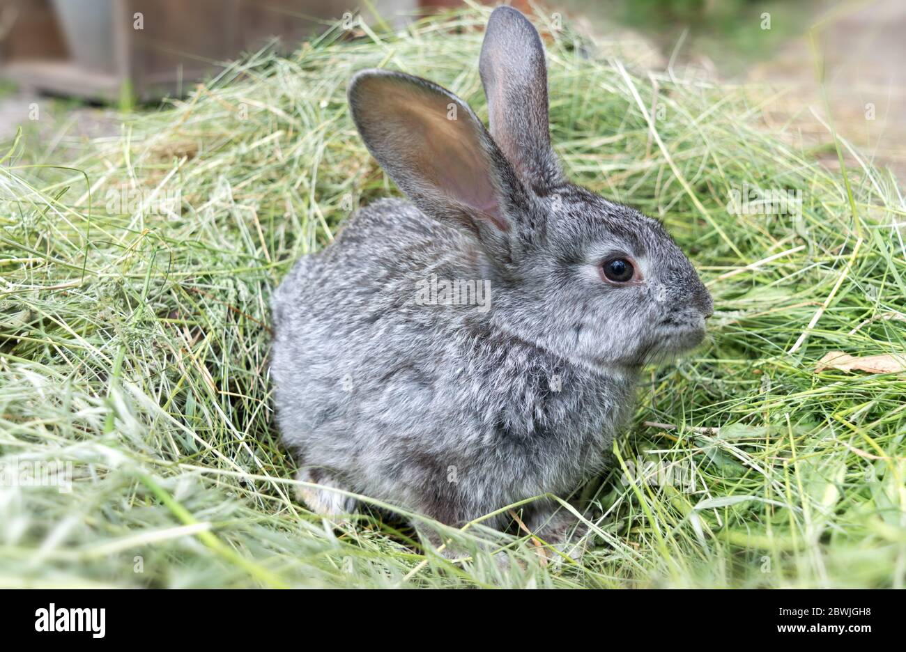 Gray rabbit sitting on a pile of mowed grass. Pets Stock Photo - Alamy