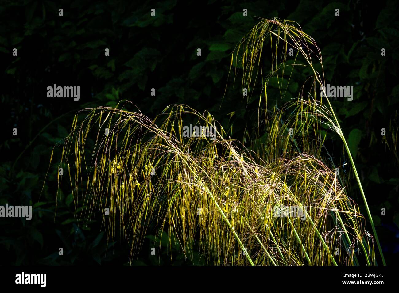 Stipa Gigantea in flower. Stock Photo