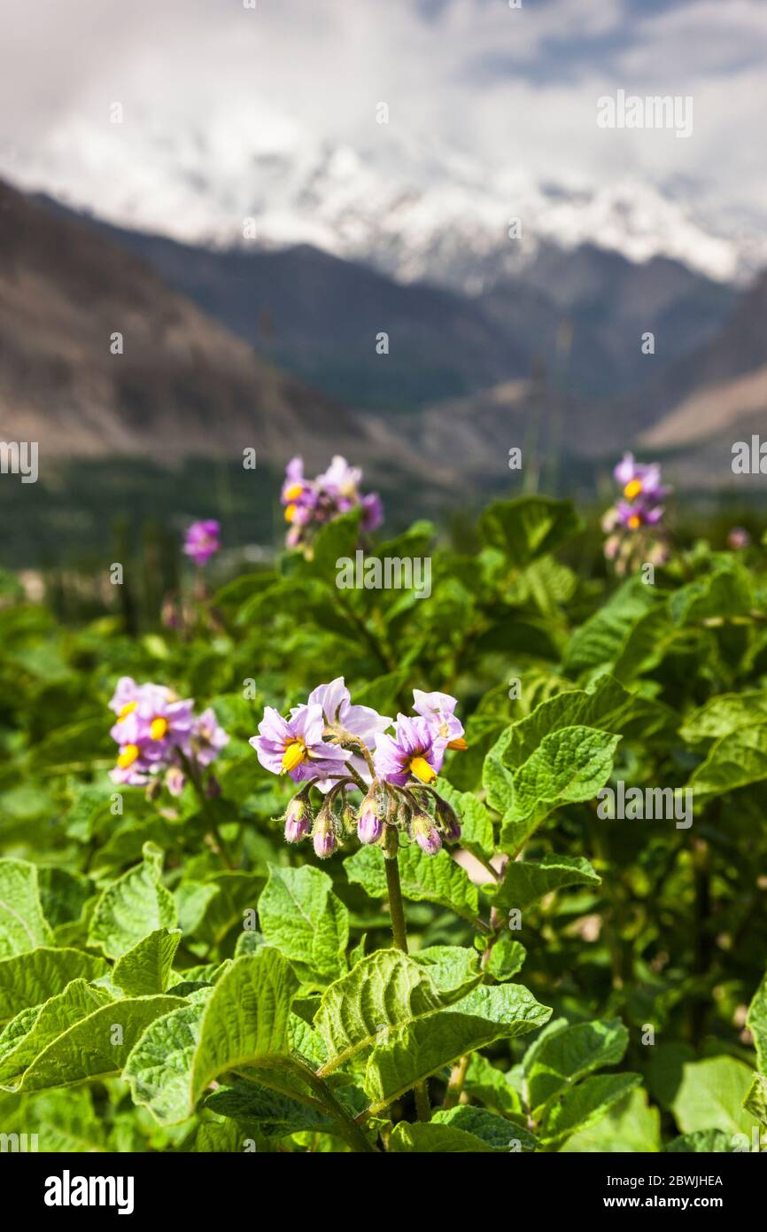 Potato fields in village and Karakoram mountains, Hunza, Karimabad, Hunza Nagar, Gilgit-Baltistan Province, Pakistan, South Asia, Asia Stock Photo