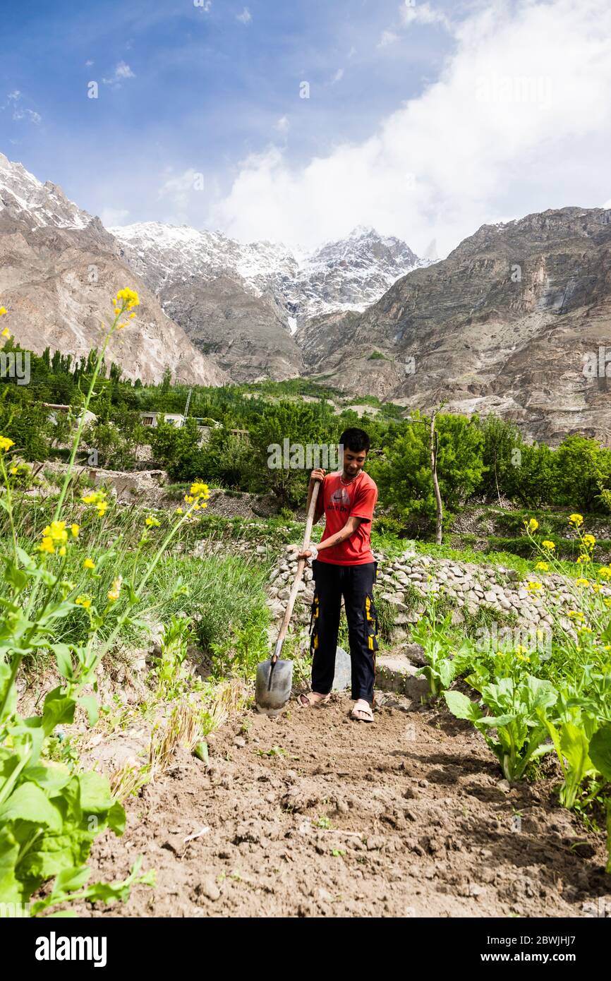 Farmer working in field of village, Hunza, Karimabad, Hunza Nagar, Gilgit-Baltistan Province, Pakistan, South Asia, Asia Stock Photo
