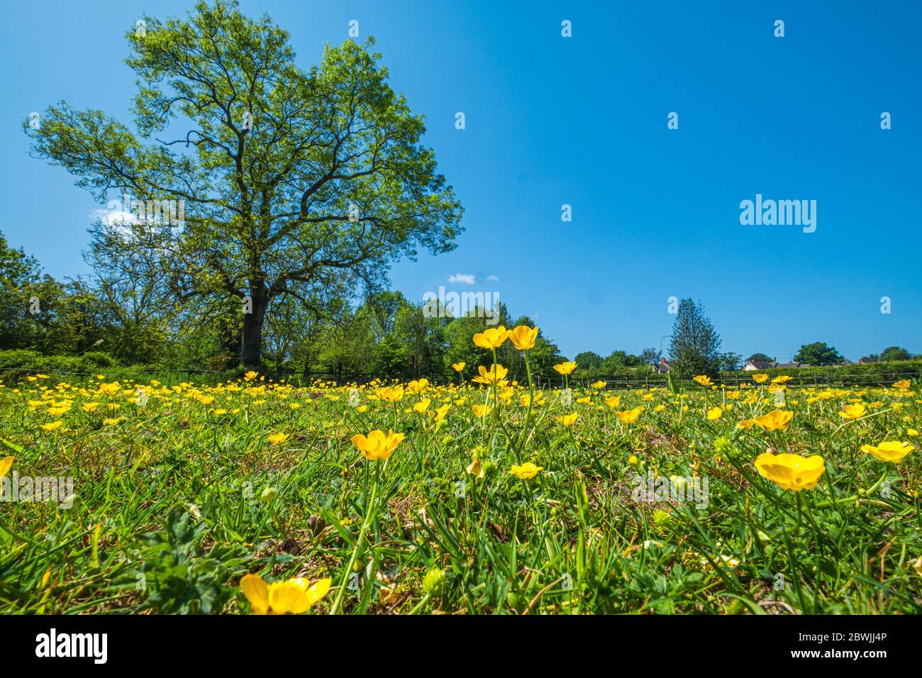 A summer meadow filled with buttercups. Stock Photo