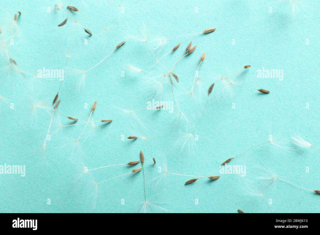 Dandelion seeds top view hi-res stock photography and images - Alamy