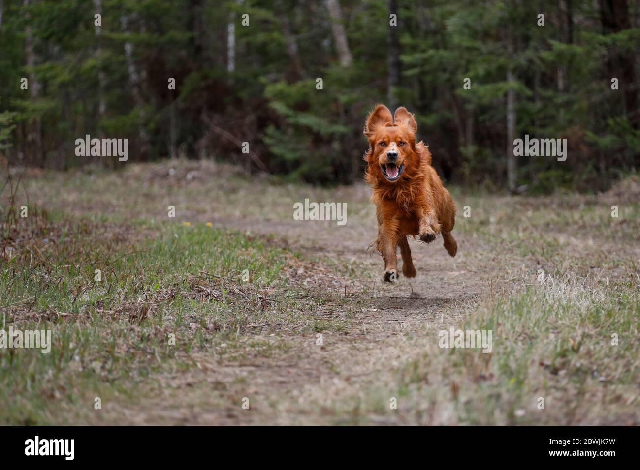 Golden retriever dog running on a trail. Stock Photo