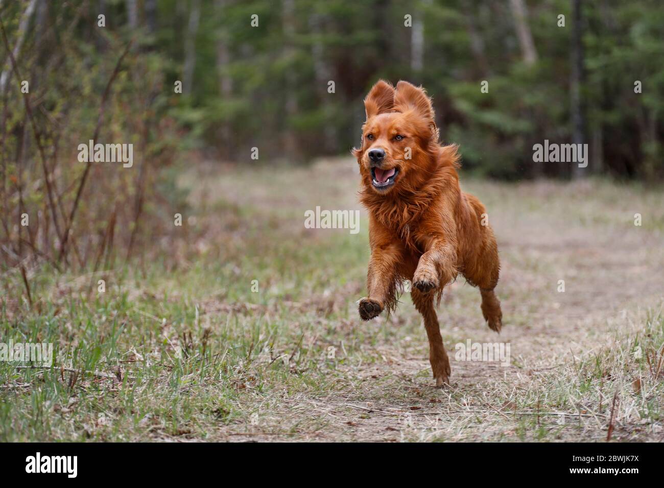 Golden retriever dog in the air as he runs. Stock Photo