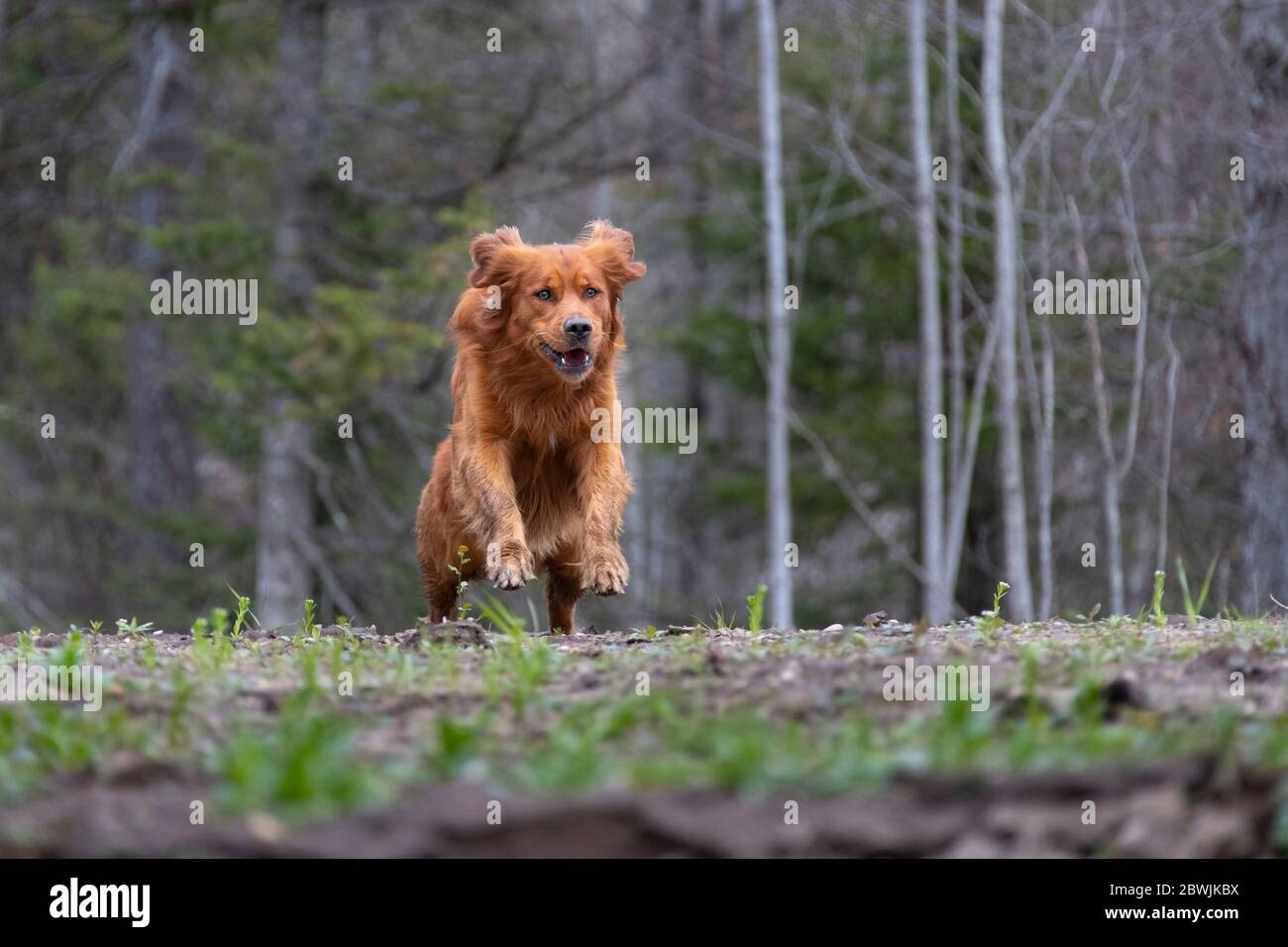 Golden retriever dog running on a hill. Stock Photo