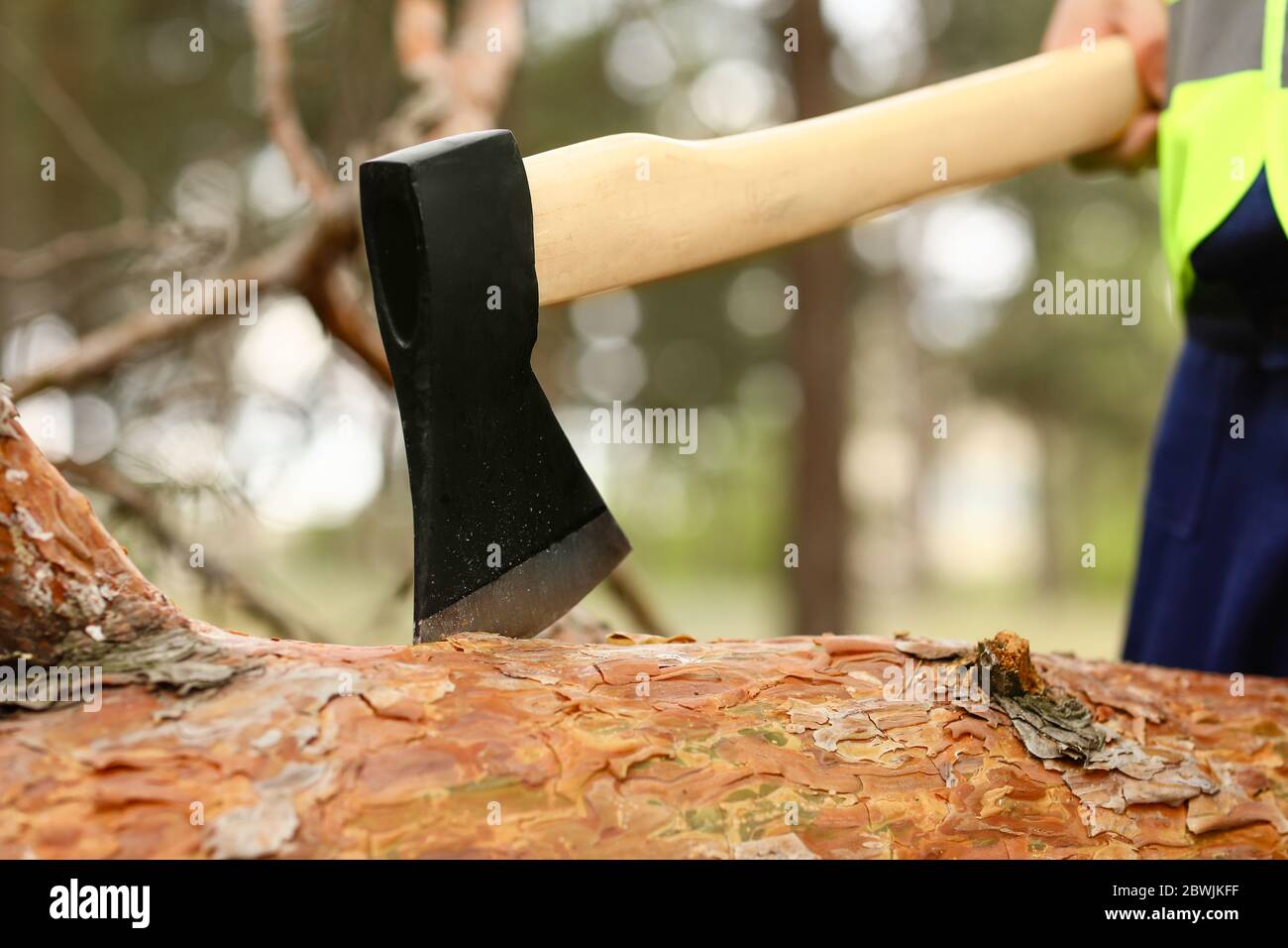 Lumberjack cutting down trees in forest Stock Photo Alamy