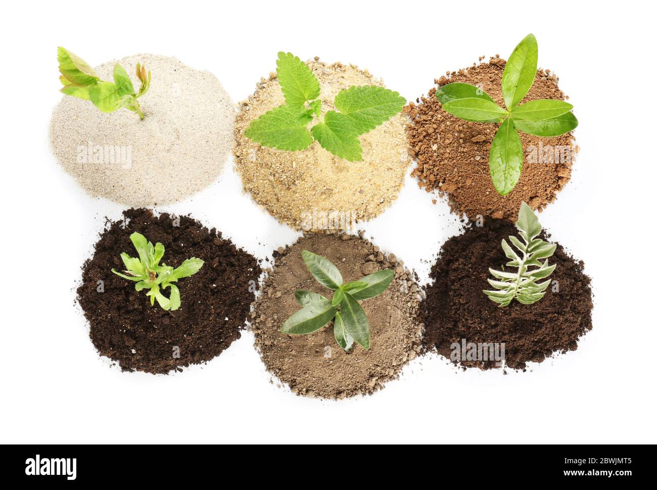 Heaps of different soils with young plants on white background Stock Photo