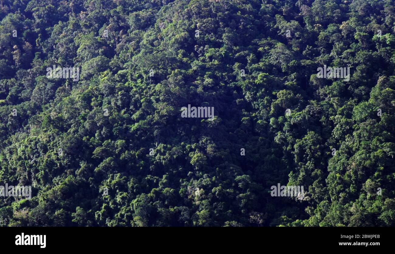 Tropical rainforest canopy growing on near-vertical mountain slope, Glacier Rock, Cairns, Queensland, Australia Stock Photo