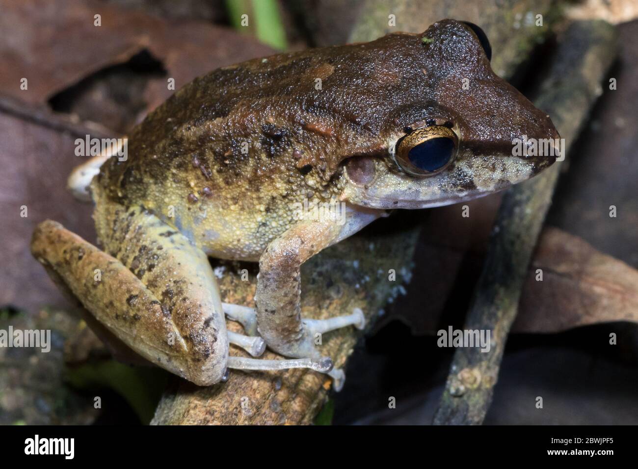 Panamanian Cross-banded Tree Frog - Smilisca sila. Nocturnal frog photographed at Tortuguero, Costa Rica. Stock Photo