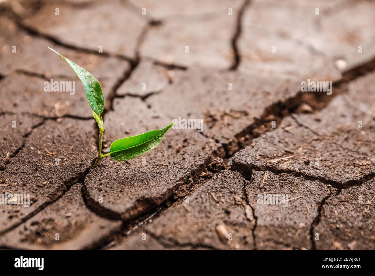 Growing in dry soil hires stock photography and images Alamy