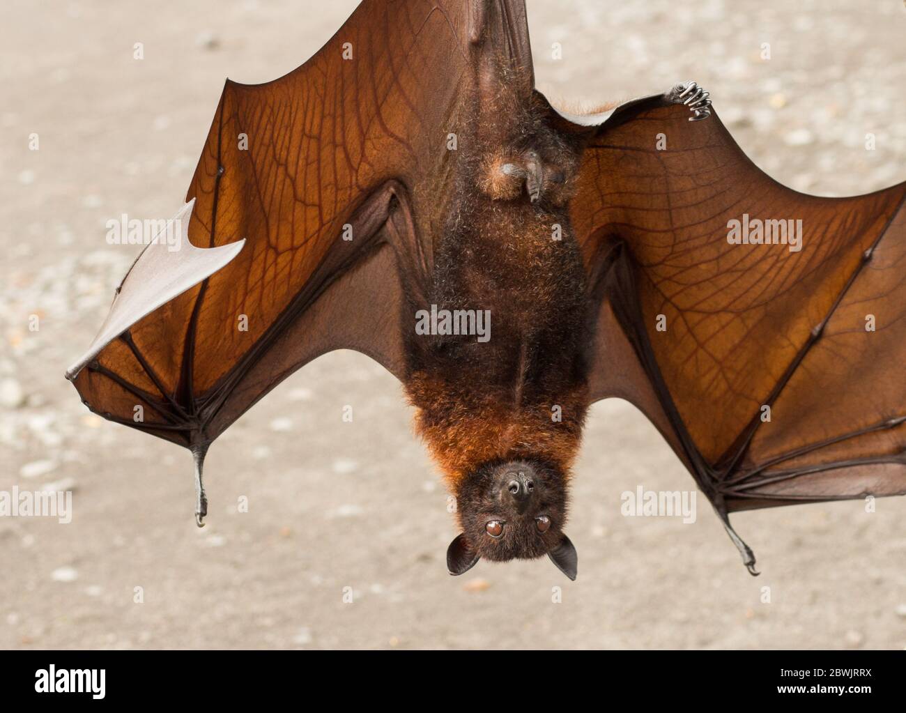 Fruit bat on Bali in Indonesia. Male bat Stock Photo - Alamy