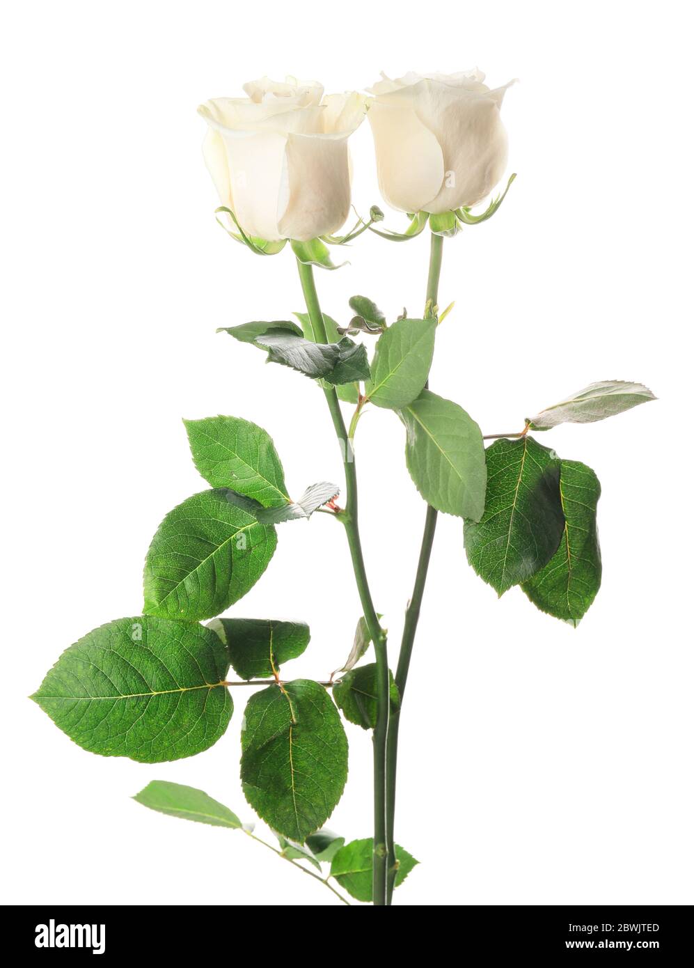 Beautiful roses on white background Stock Photo - Alamy