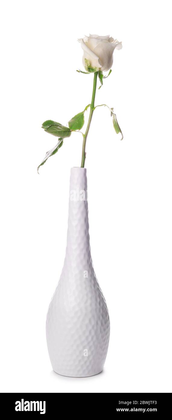 Beautiful rose in vase on white background Stock Photo - Alamy