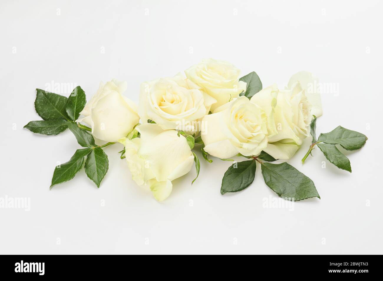 Beautiful roses on white background Stock Photo - Alamy