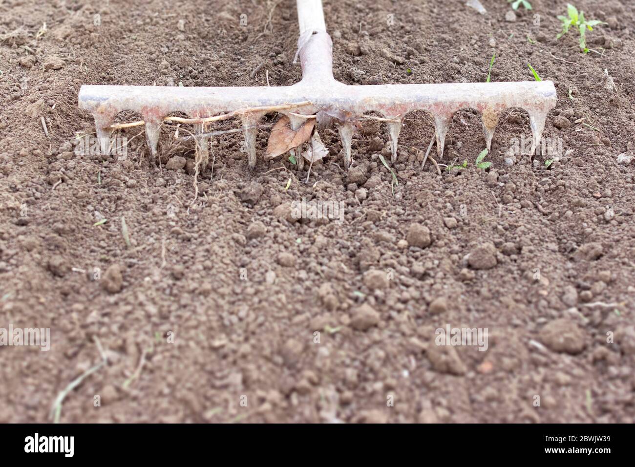 Vegetables Rake A home vegetable garden being prepared for planting. Rake in the garden ...