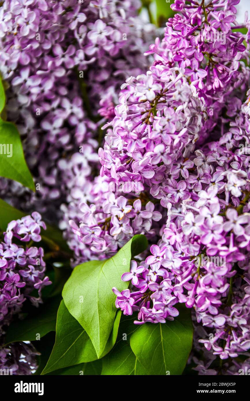 beautiful flora wallpaper of pink lilac Achillea, called Apple Blossom blooming Stock Photo