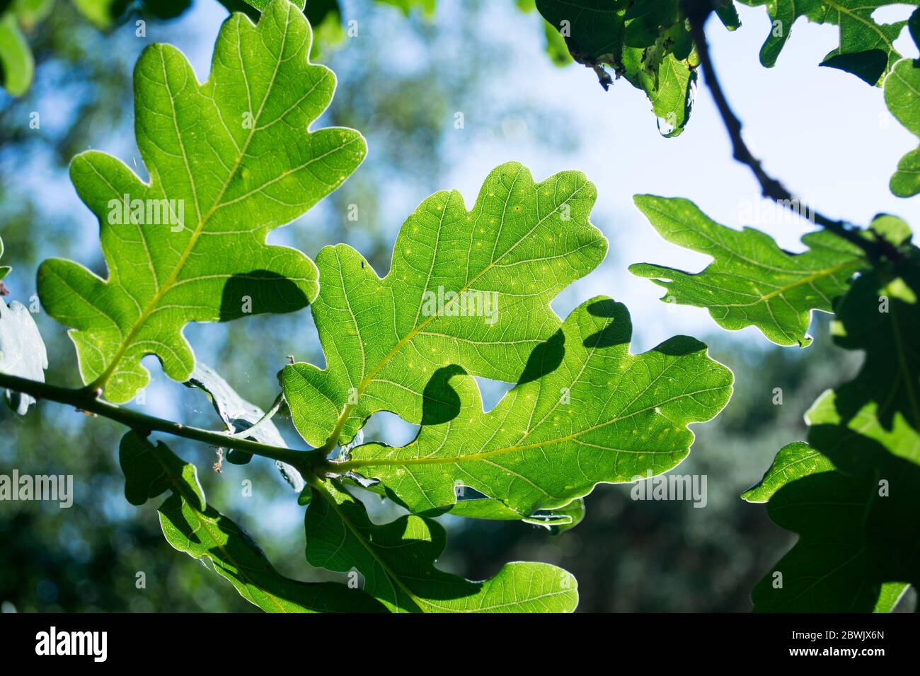 The chlorophyll green leaves of the English Oak Tree (Quercus robur) Stock Photo
